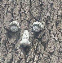 Tree with googly eyes attached to it